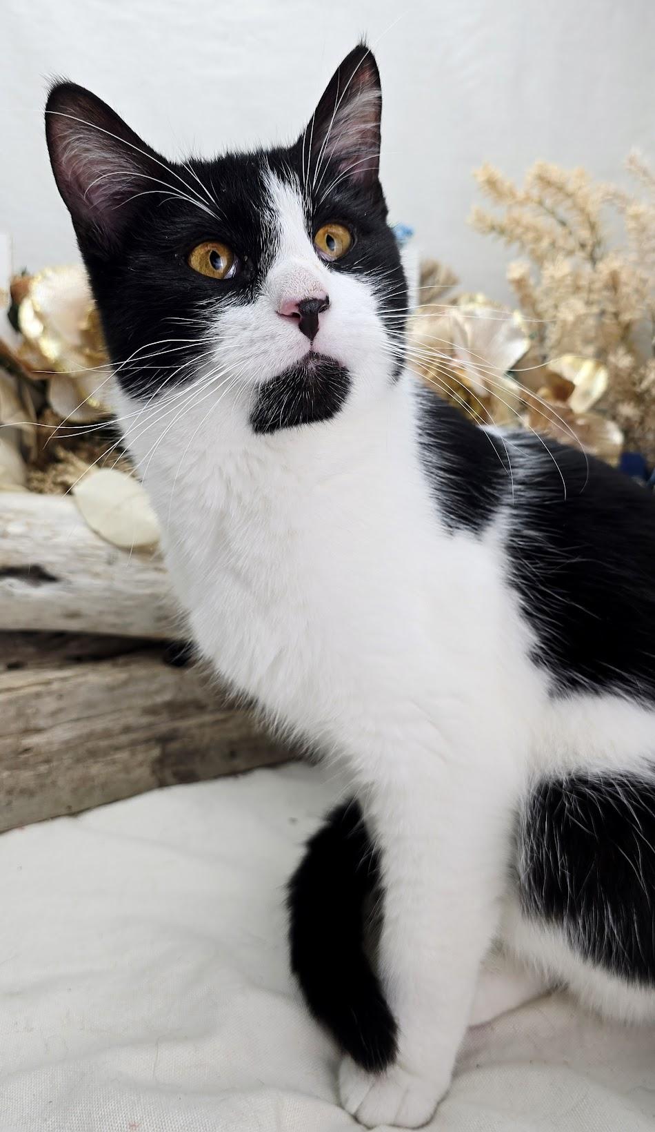 Enlarge Stew - The 3 Legged King (Adoption Pending), a ADOPTABLE Domestic Short Hair in Parsippany, NJ image 5/6