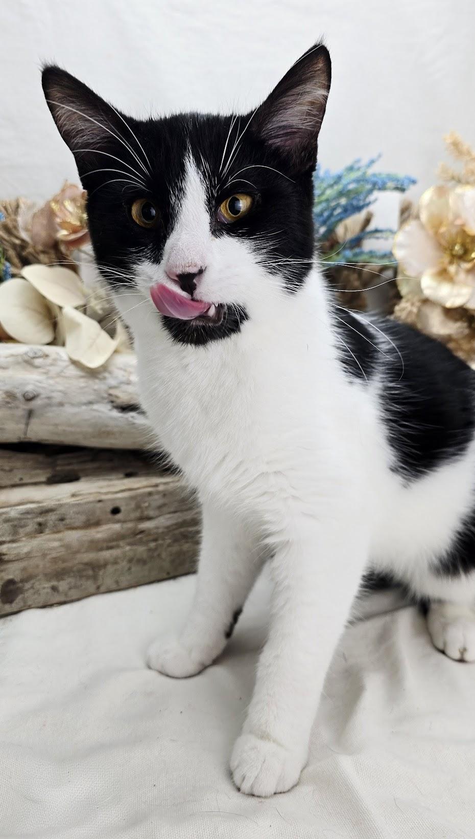 Enlarge Stew - The 3 Legged King (Adoption Pending), a ADOPTABLE Domestic Short Hair in Parsippany, NJ image 6/6