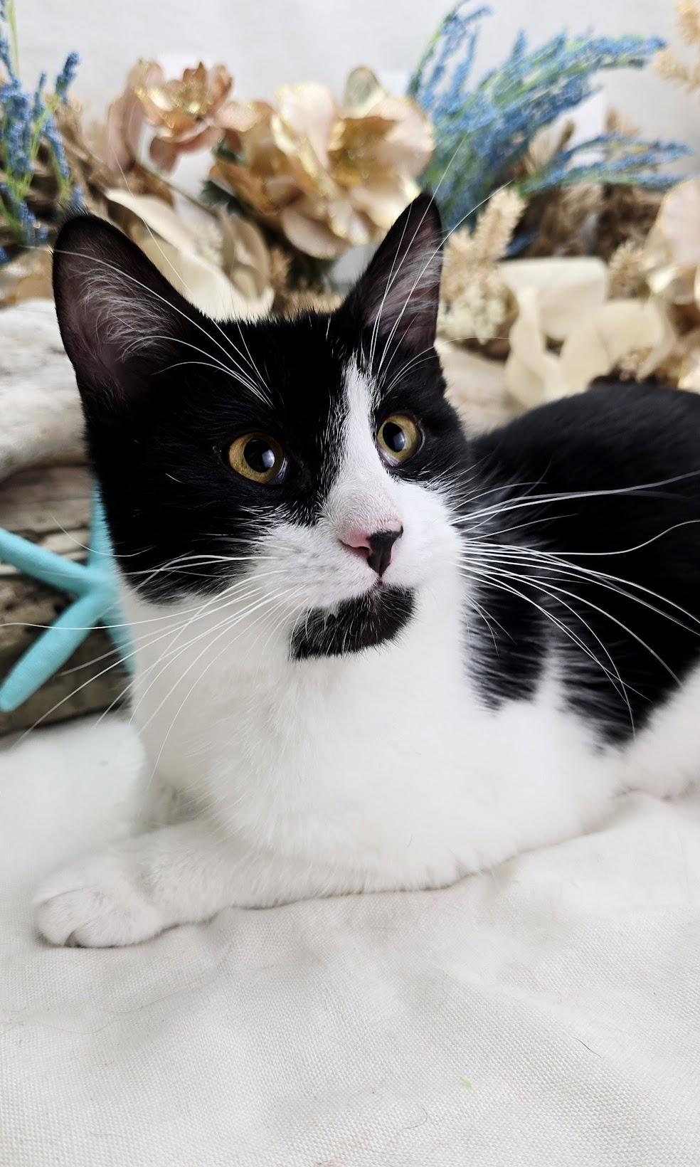 Enlarge Stew - The 3 Legged King (Adoption Pending), a ADOPTABLE Domestic Short Hair in Parsippany, NJ image 4/6