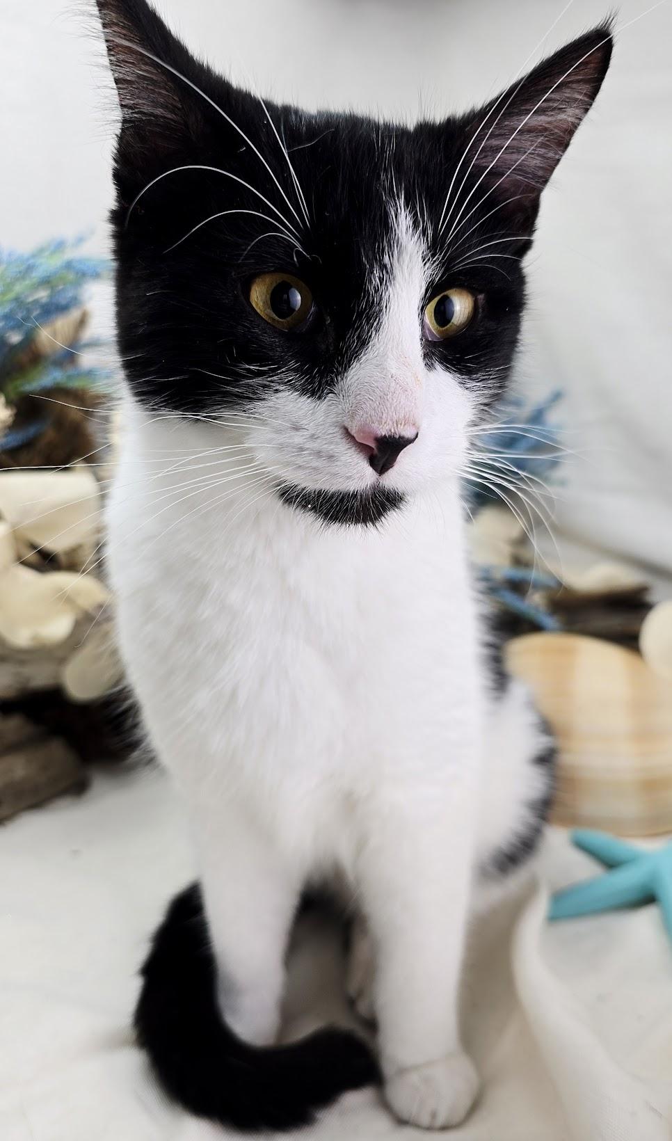 Enlarge Stew - The 3 Legged King (Adoption Pending), a ADOPTABLE Domestic Short Hair in Parsippany, NJ image 2/6