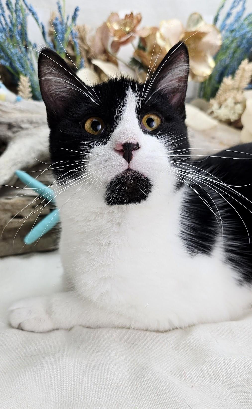 Stew - The 3 Legged King (Adoption Pending), ADOPTABLE, Kitten Male Domestic Short Hair.