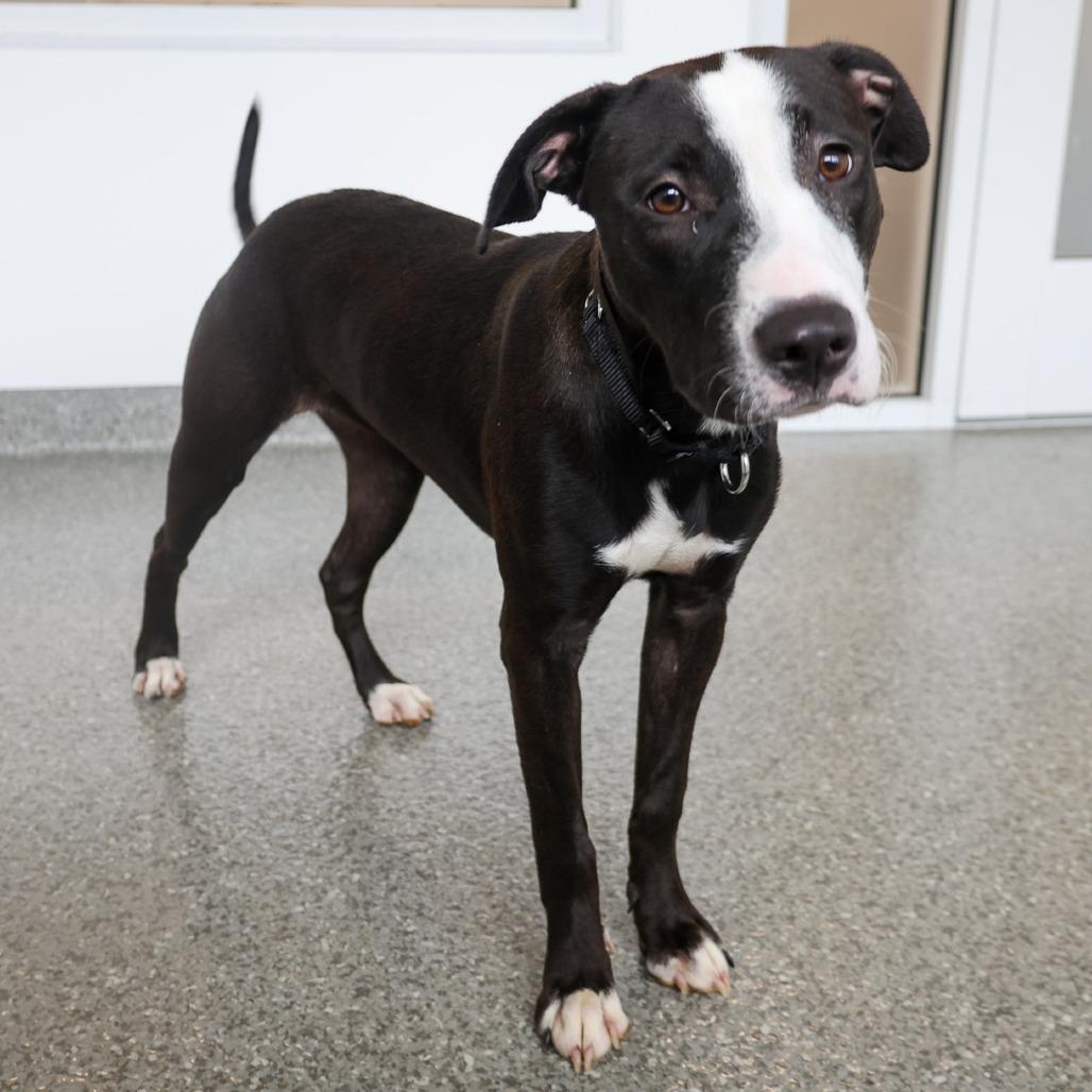 Enlarge Faith, a ADOPTABLE mixed breed in Chicago, IL image 6/6