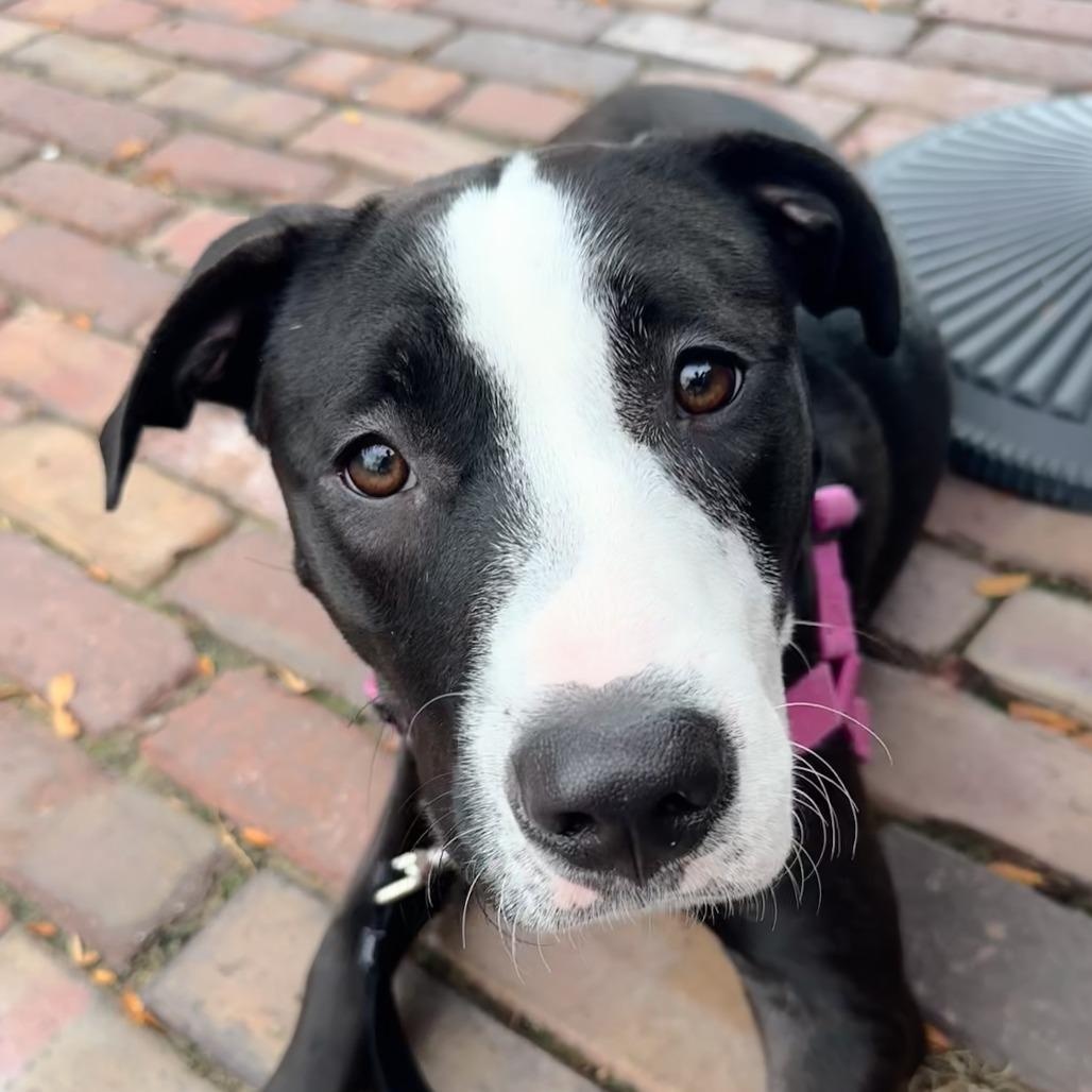 Faith, ADOPTABLE, Young Female Mixed Breed.