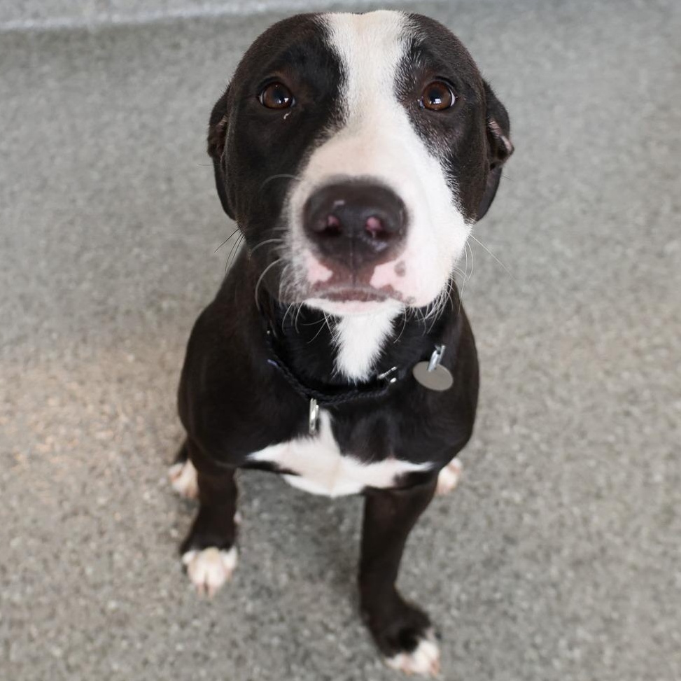 Enlarge Faith, a ADOPTABLE mixed breed in Chicago, IL image 5/6