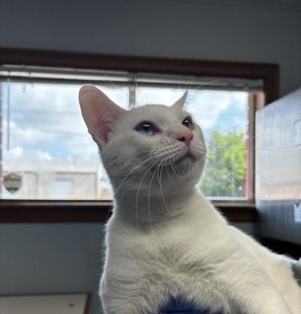 Bowie, a Adoptable Domestic Short Hair in Lafayette, LA image 3/6