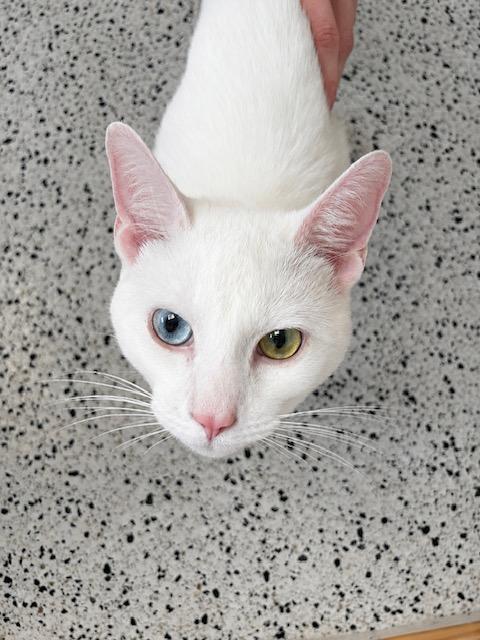 Bowie, a Adoptable Domestic Short Hair in Lafayette, LA image 4/6