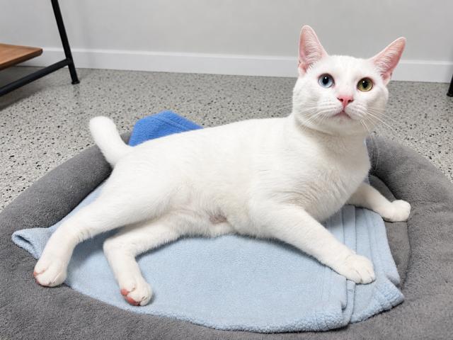 Bowie, a Adoptable Domestic Short Hair in Lafayette, LA image 2/6