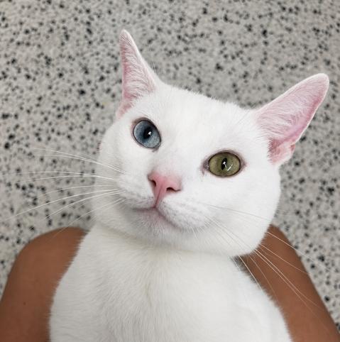 Bowie, a Adoptable Domestic Short Hair in Lafayette, LA image 1/6
