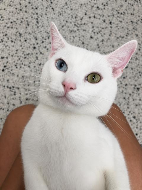 Bowie, a Adoptable Domestic Short Hair in Lafayette, LA image 5/6