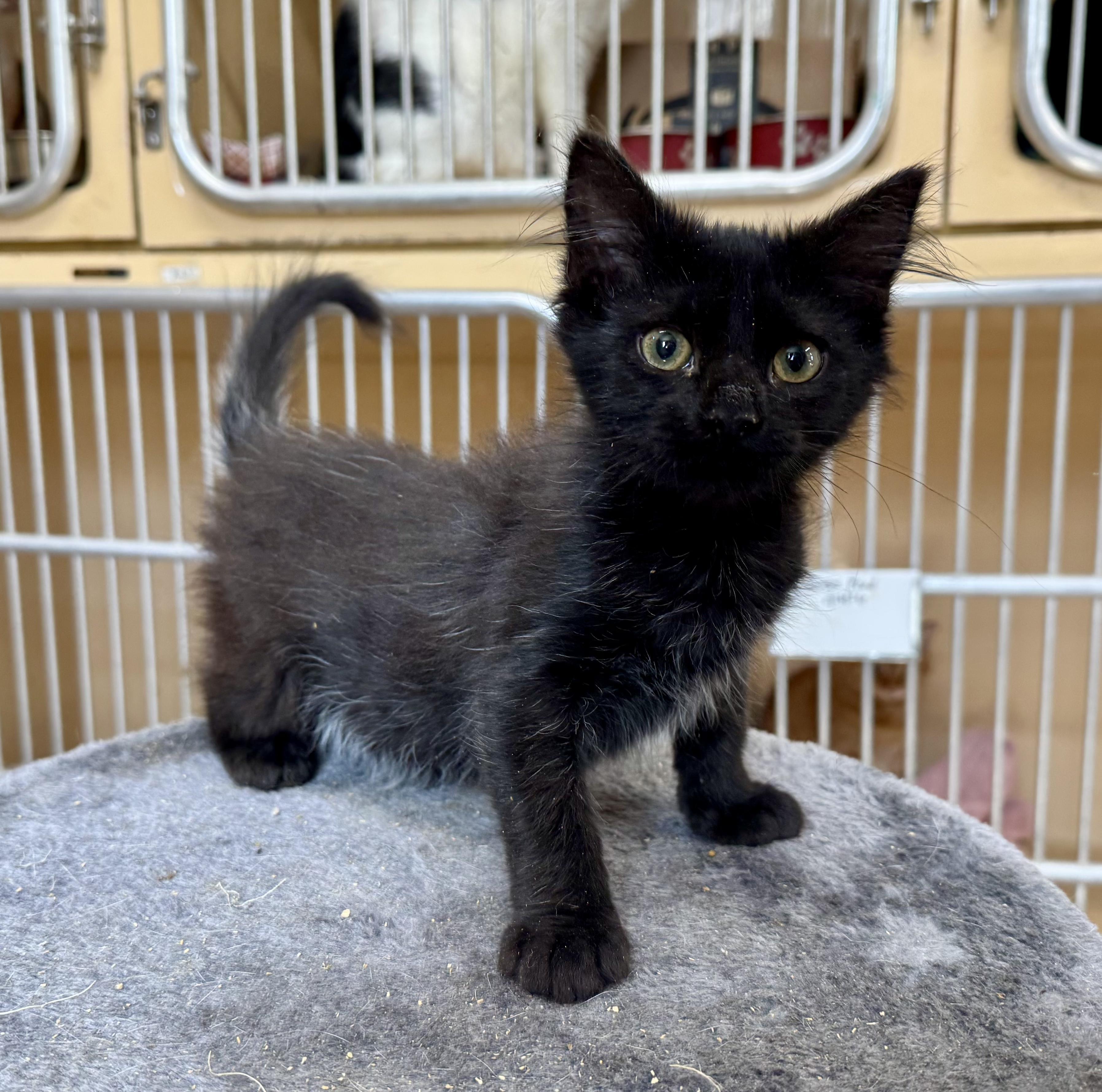 Figaro, ADOPTABLE, Kitten Male Domestic Medium Hair.