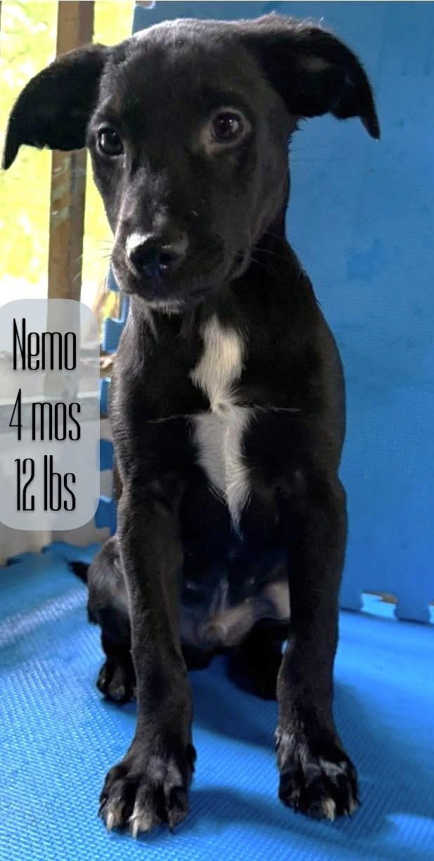 Enlarge Nemo, a ADOPTABLE mixed breed in GREENVILLE, NC image 1/1
