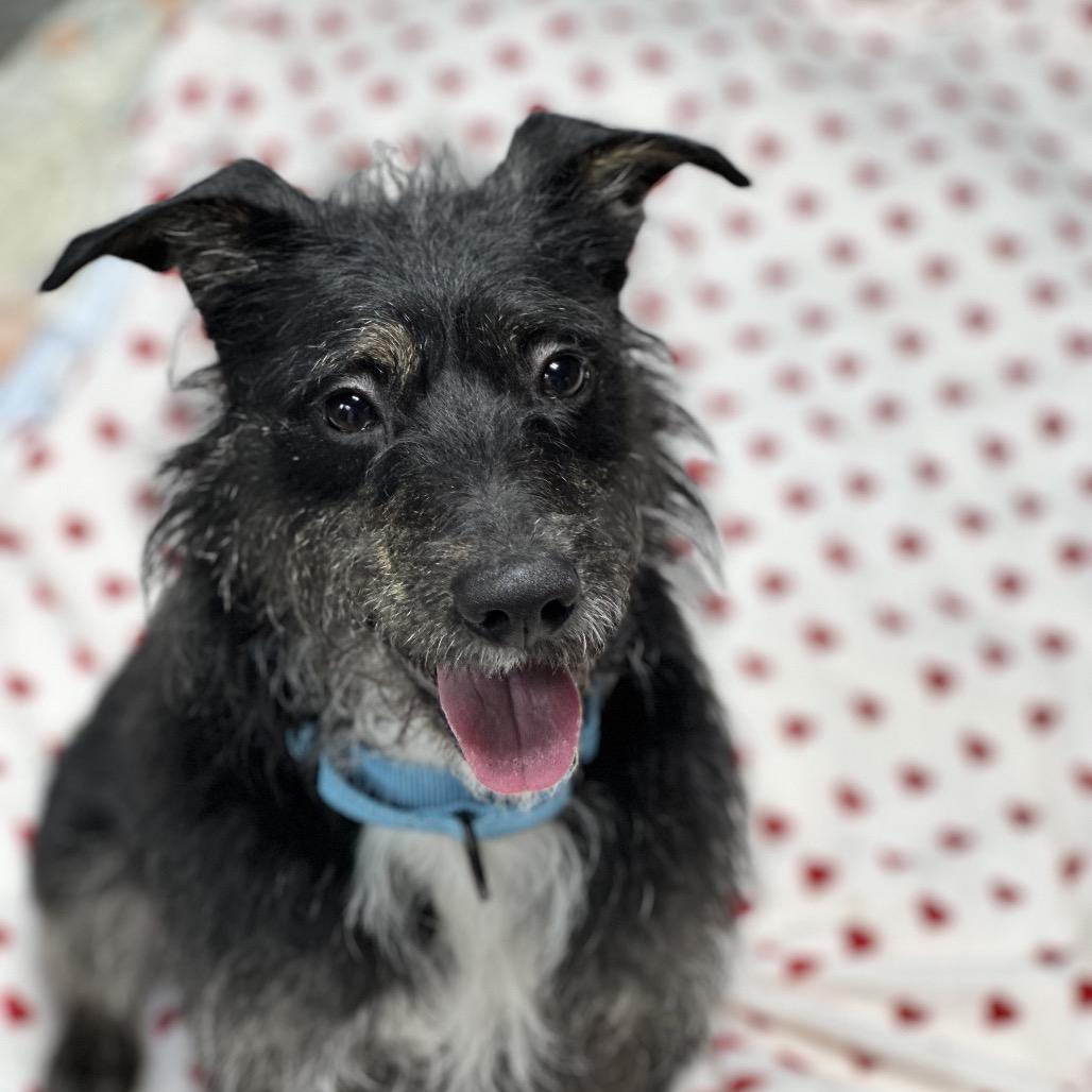 Fred, Adoptable, Young Male Wirehaired Terrier.