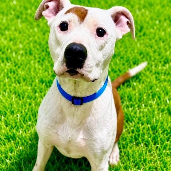 Enlarge Baxter, a ADOPTABLE mixed breed in Battle Creek, MI image 1/1