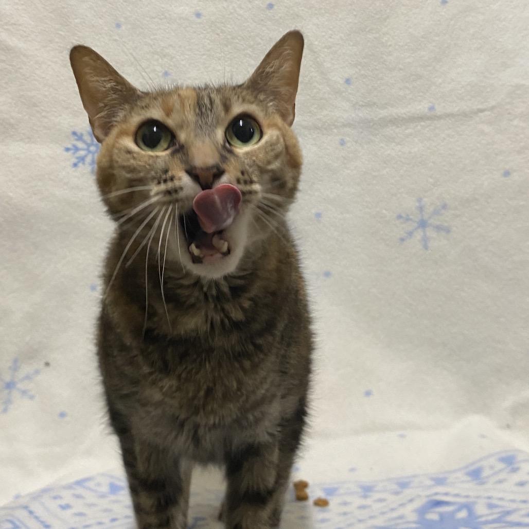 Enlarge Borealis, a Adoptable American Shorthair in Monroeville, AL image 1/1