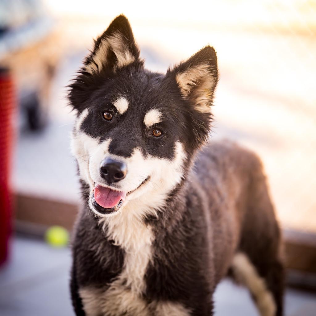Nova, Adoptable, Young Female Husky.