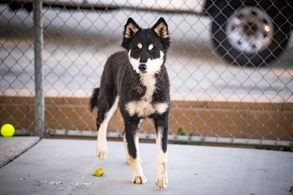 Enlarge Nova, a Adoptable Husky in Twentynine Palms, CA image 2/5