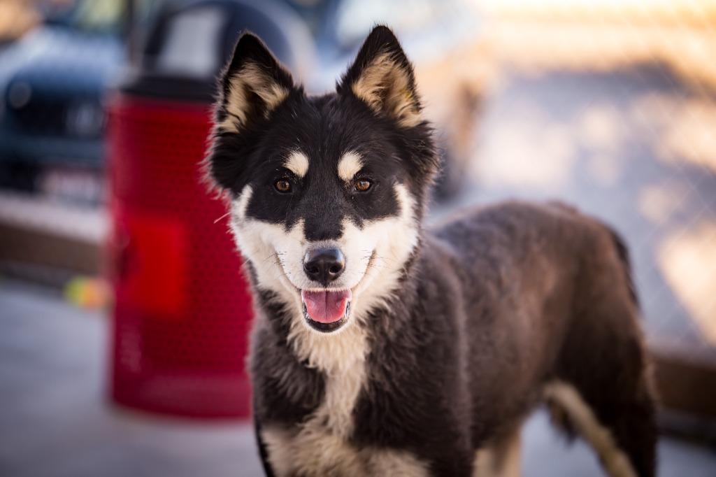 Enlarge Nova, a Adoptable Husky in Twentynine Palms, CA image 3/5
