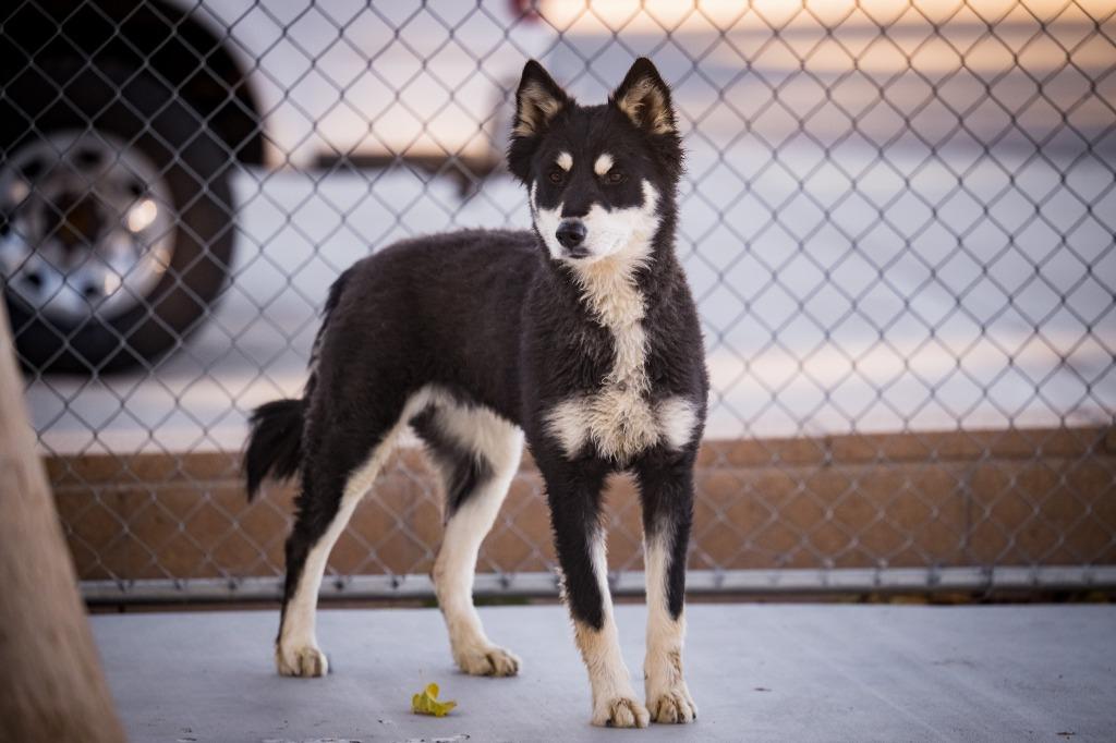 Enlarge Nova, a Adoptable Husky in Twentynine Palms, CA image 4/5