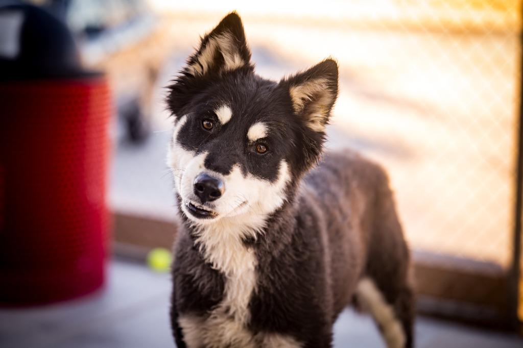 Enlarge Nova, a Adoptable Husky in Twentynine Palms, CA image 5/5