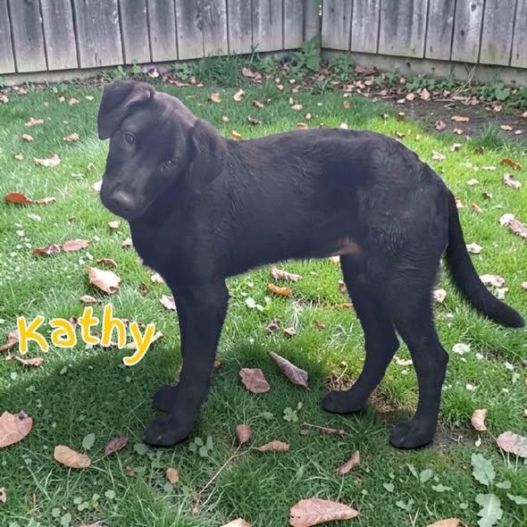 Kathy, adopted, Puppy Female Mixed Breed.