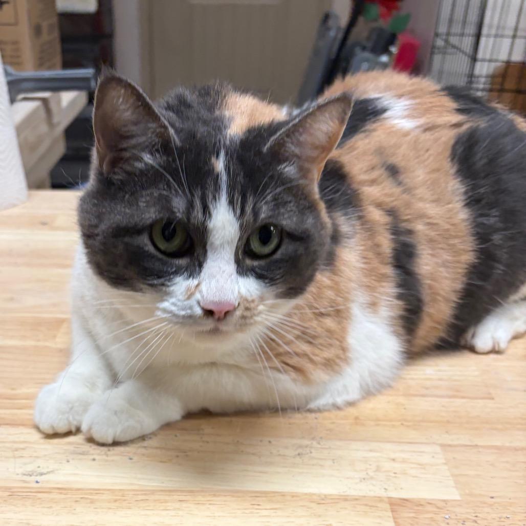 Enlarge Prudance, a Adoptable Domestic Short Hair in Kingman, AZ image 1/4