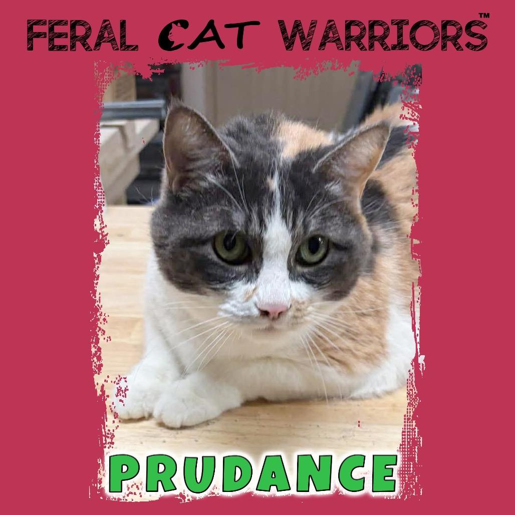 Enlarge Prudance, a Adoptable Domestic Short Hair in Kingman, AZ image 2/4