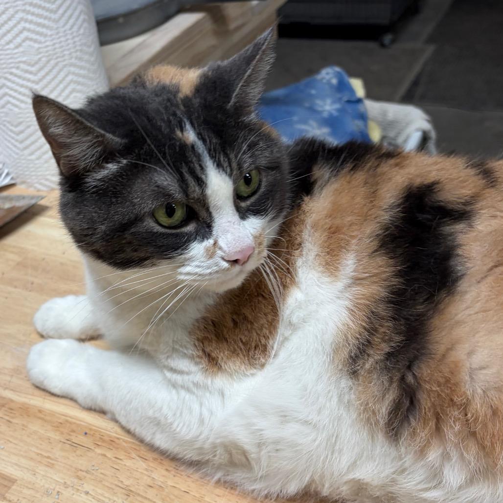 Enlarge Prudance, a Adoptable Domestic Short Hair in Kingman, AZ image 3/4