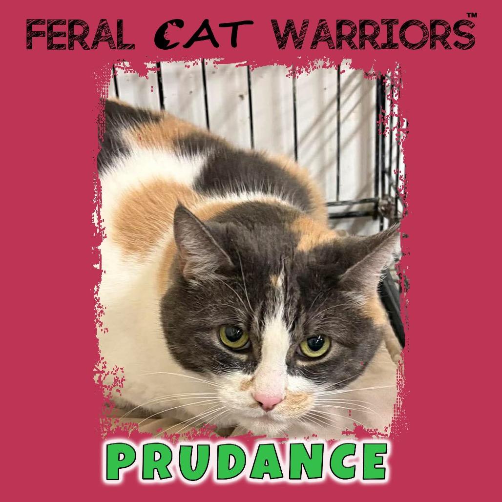 Enlarge Prudance, a Adoptable Domestic Short Hair in Kingman, AZ image 4/4