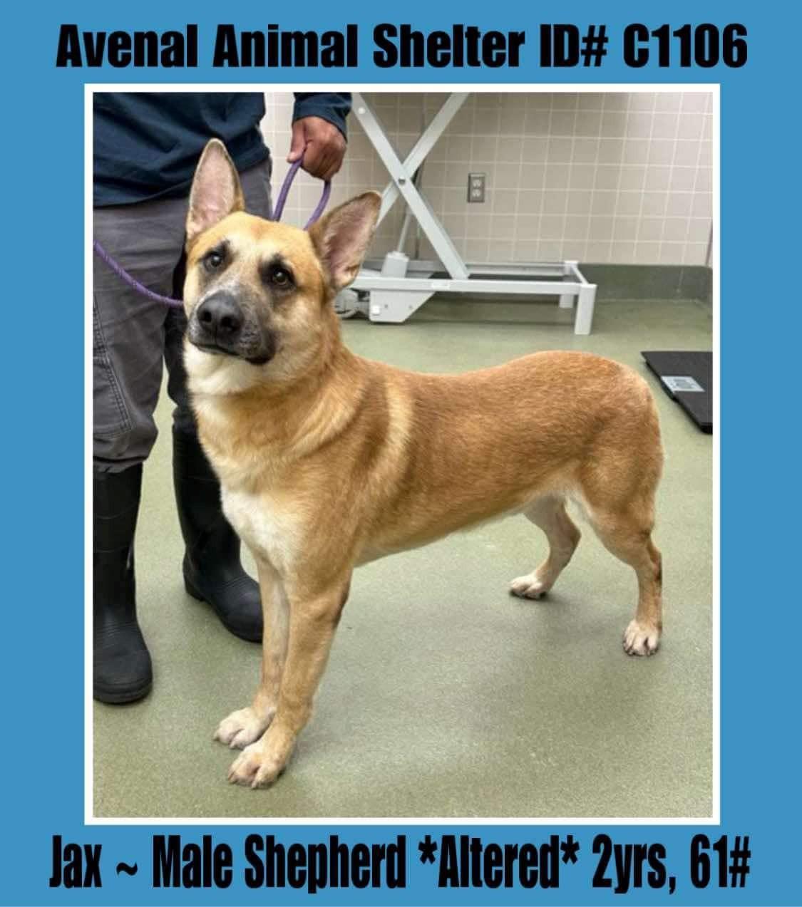 Jax, Adoptable, Adult Male German Shepherd Dog.