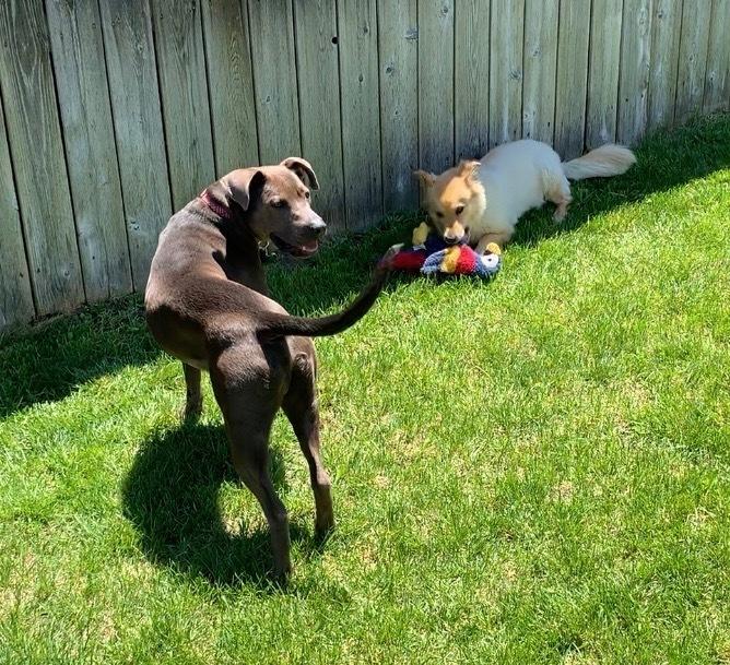 Enlarge Buddy, a Adopted mixed breed in Denver, CO image 1/6