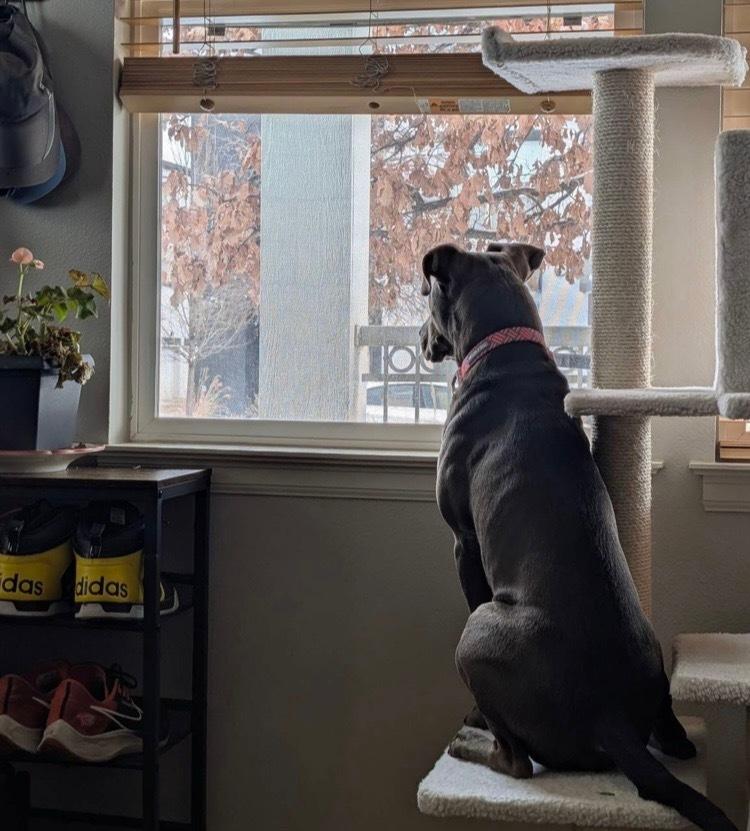 Enlarge Buddy, a Adopted mixed breed in Denver, CO image 3/6