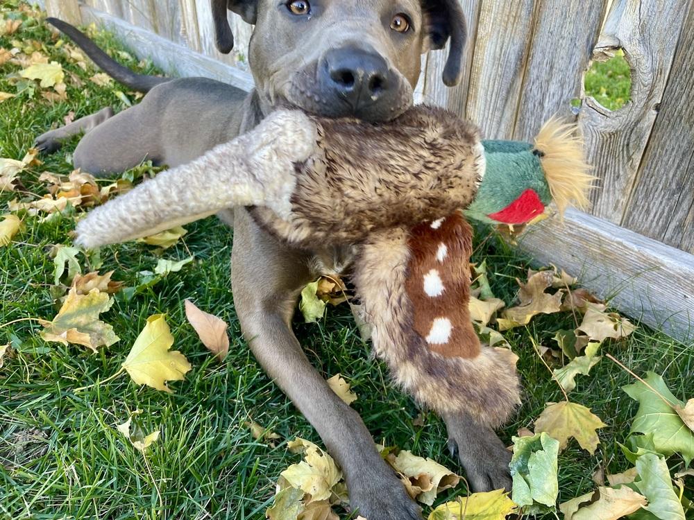 Enlarge Buddy, a Adopted mixed breed in Denver, CO image 4/6