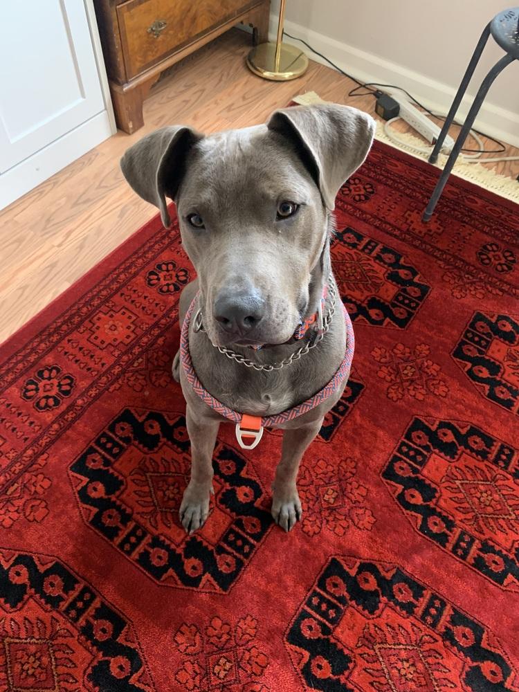 Enlarge Buddy, a Adopted mixed breed in Denver, CO image 5/6