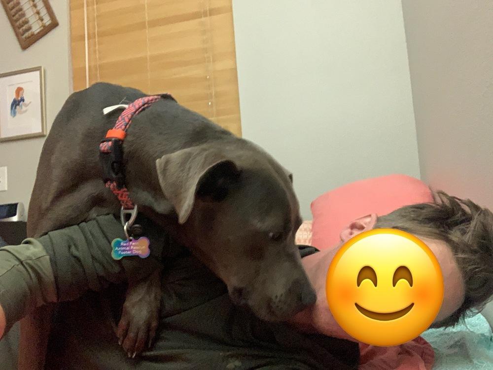 Enlarge Buddy, a Adopted mixed breed in Denver, CO image 6/6