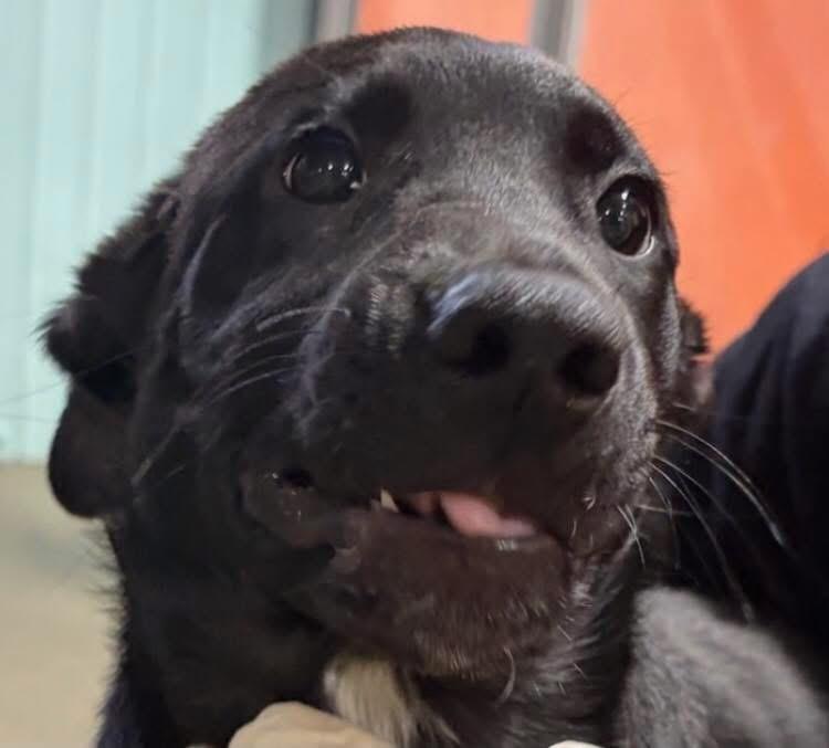 Wolf, ADOPTABLE, Puppy Male Boxer & Labrador Retriever.