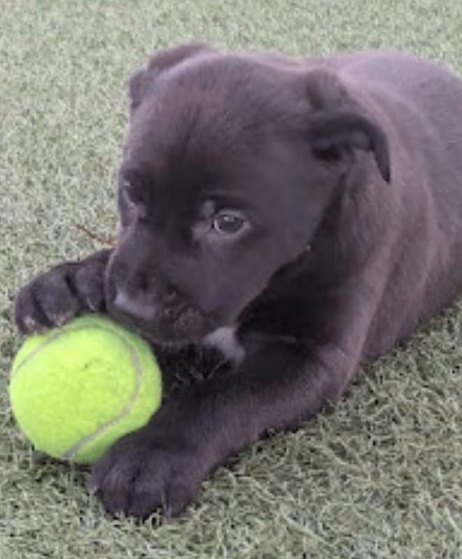 Enlarge Wolf, a ADOPTABLE mixed breed in Morganton, NC image 3/3