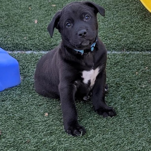 Wolf, ADOPTABLE, Puppy Male Boxer & Labrador Retriever.