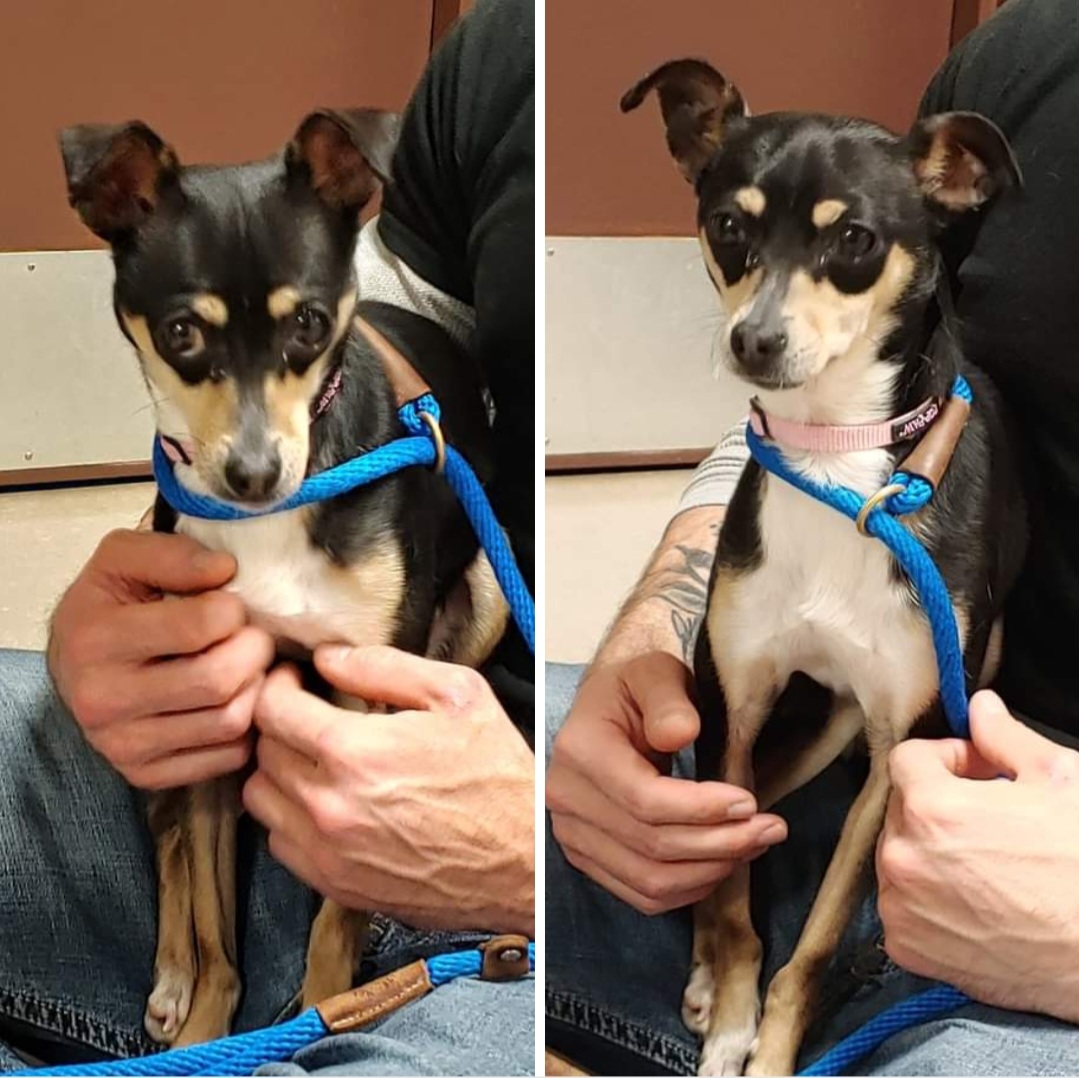 Enlarge Camila, a Adopted mixed breed in Mount Royal, NJ image 4/4