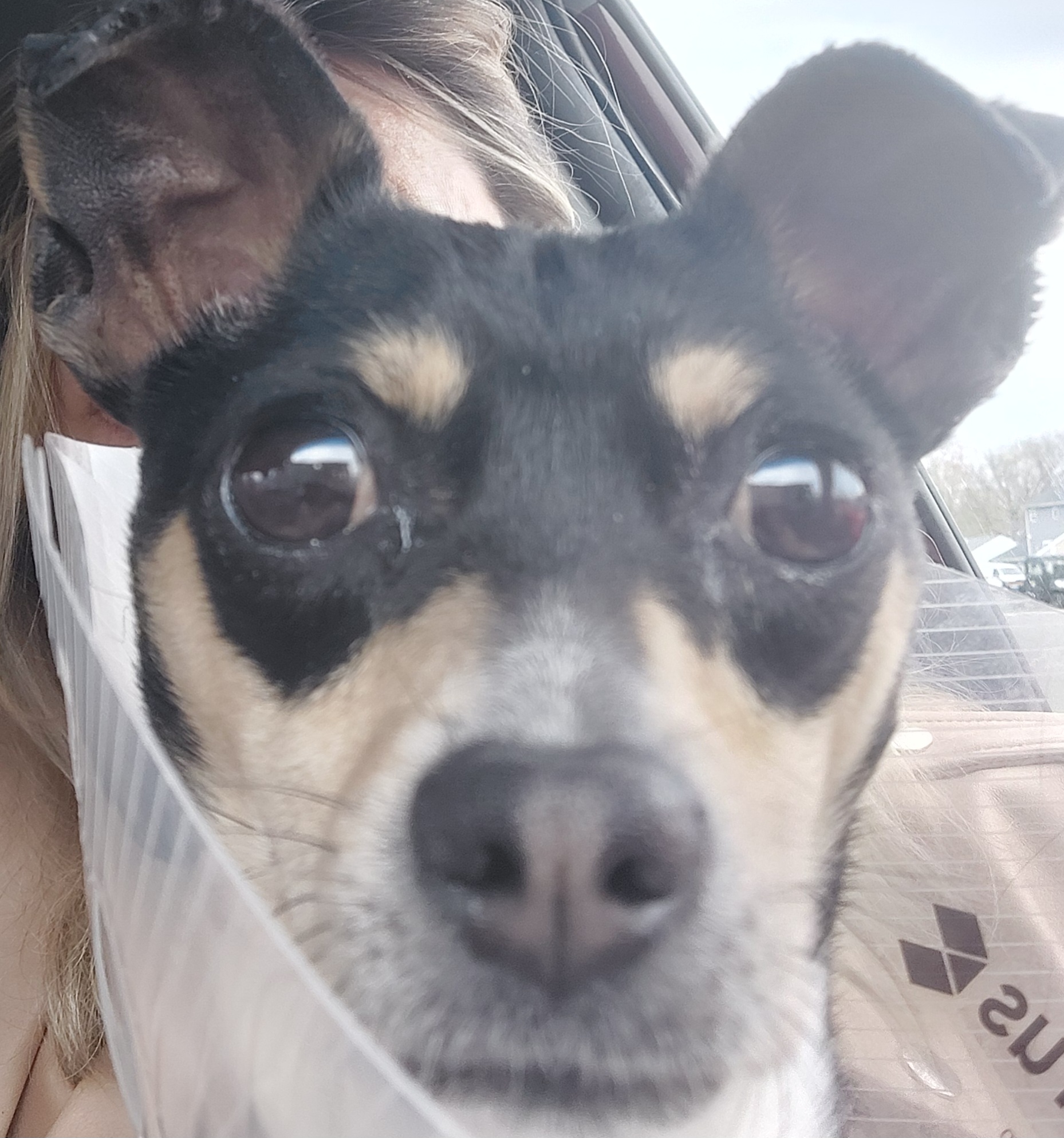 Enlarge Camila, a Adopted mixed breed in Mount Royal, NJ image 2/4