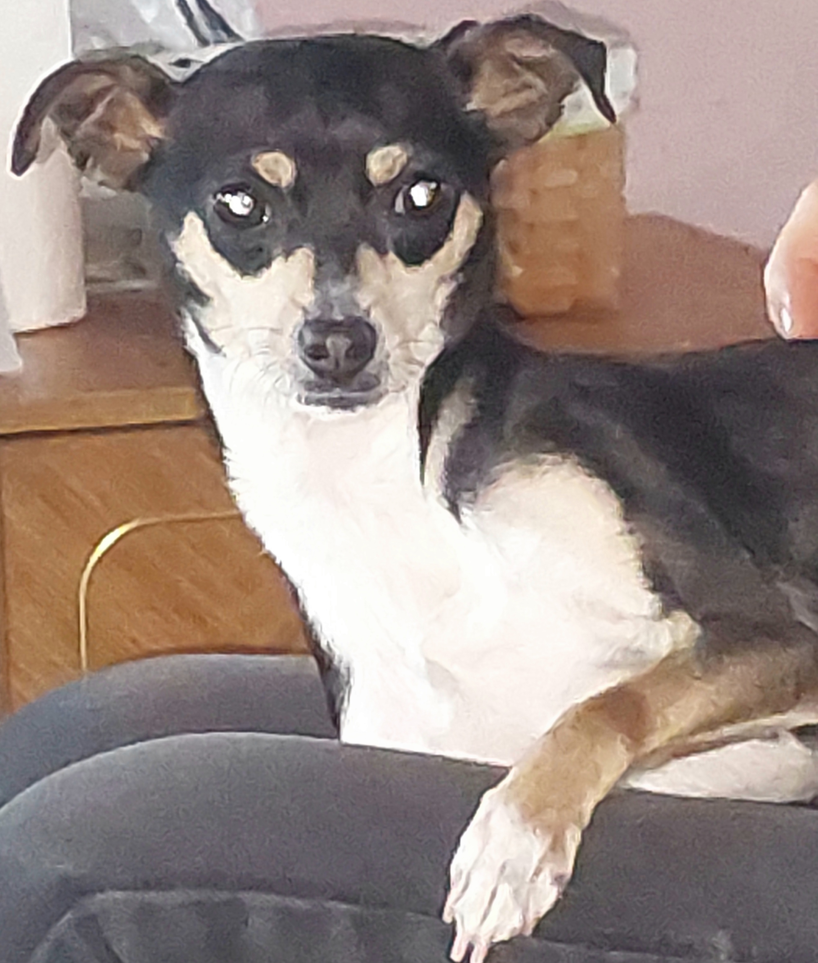 Camila, Adopted, Adult Female Miniature Pinscher & Chihuahua.