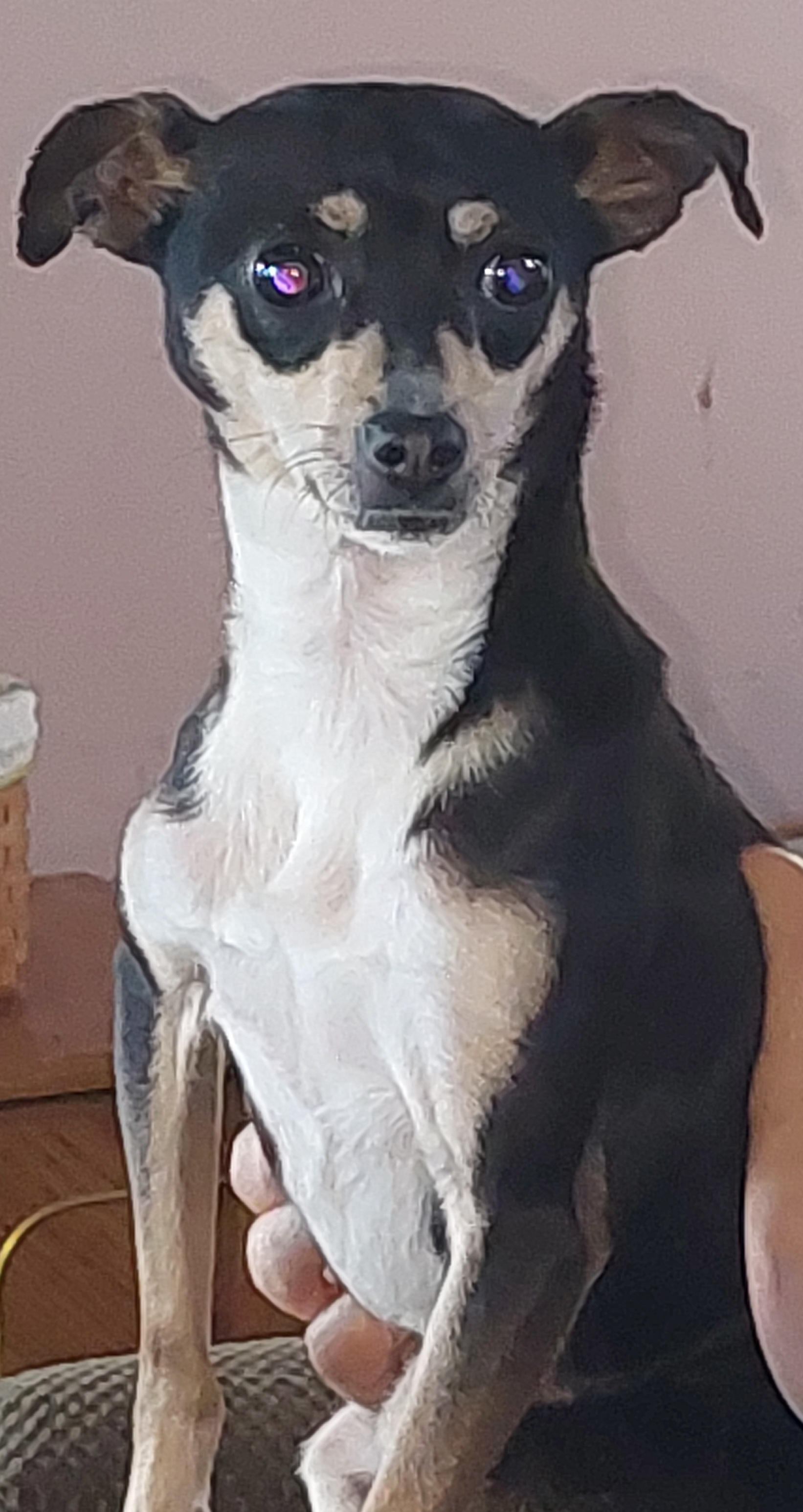 Enlarge Camila, a Adopted mixed breed in Mount Royal, NJ image 3/4