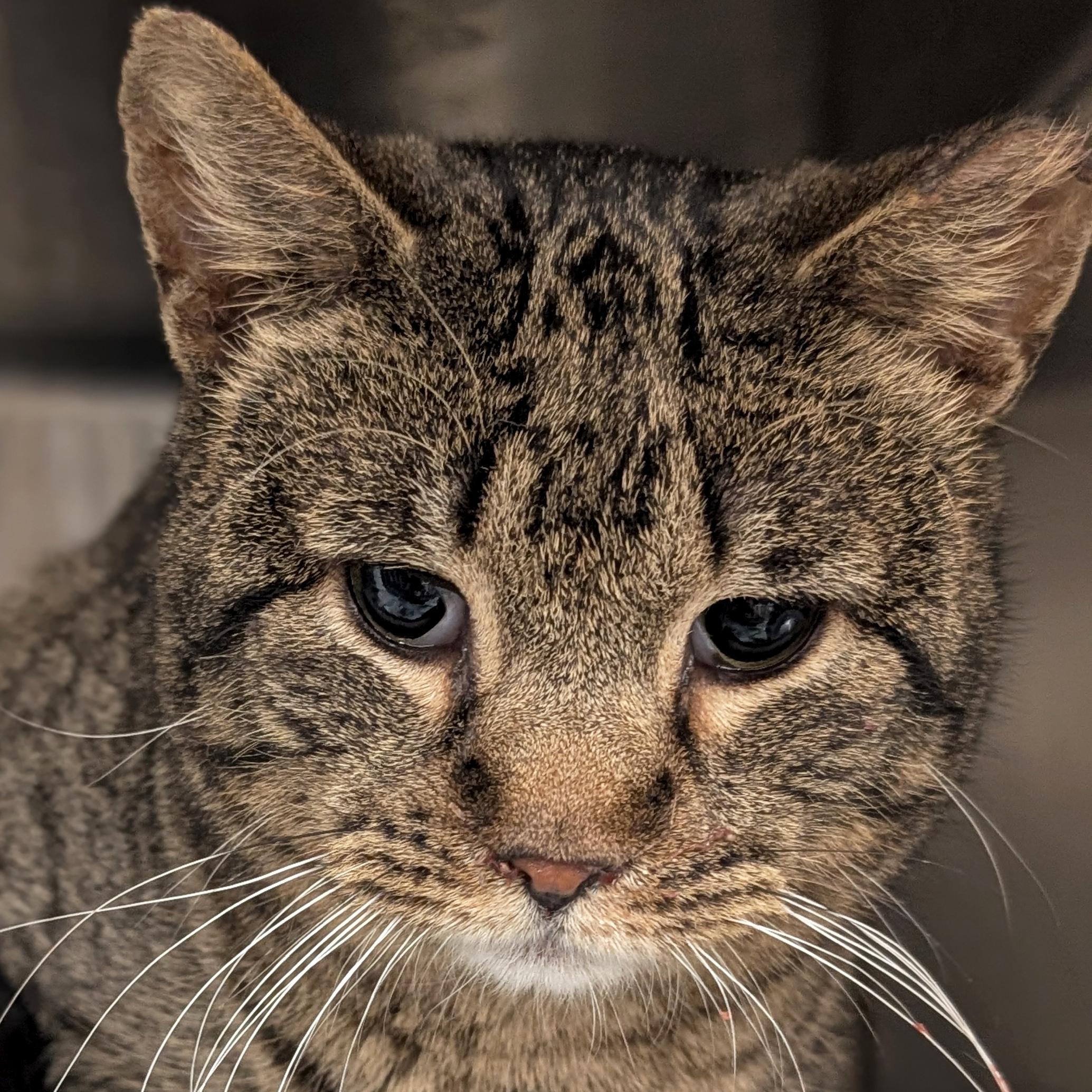 Mills - Working Cat!, ADOPTABLE, Adult Male Domestic Short Hair.