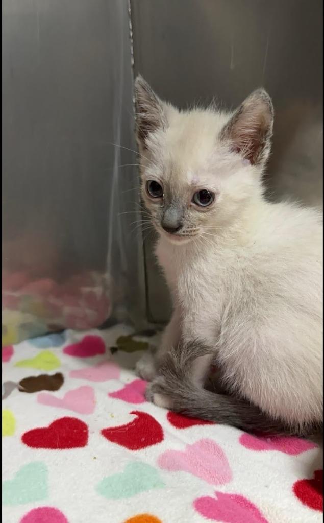 Lyra, Baby Female Siamese