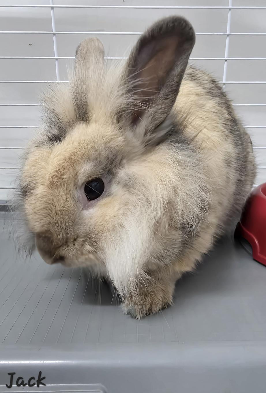 Jack, Adoptable, Young Male American.