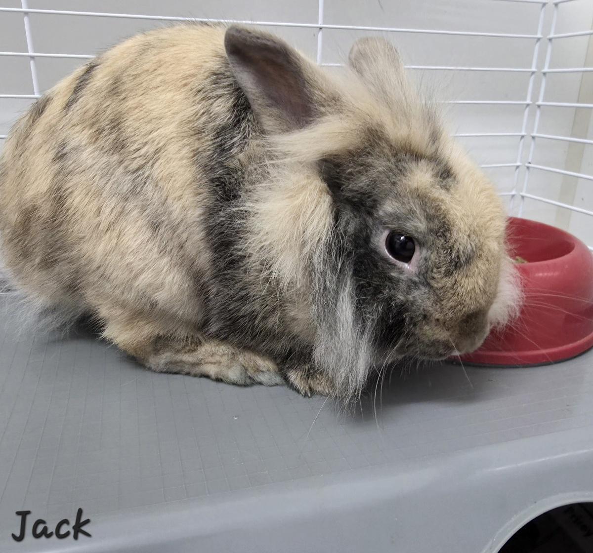 Enlarge Jack, a Adoptable American in Key Largo, FL image 4/4