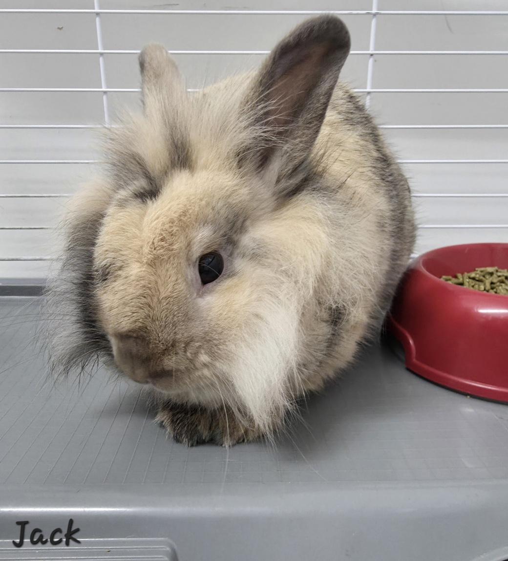 Enlarge Jack, a Adoptable American in Key Largo, FL image 2/4