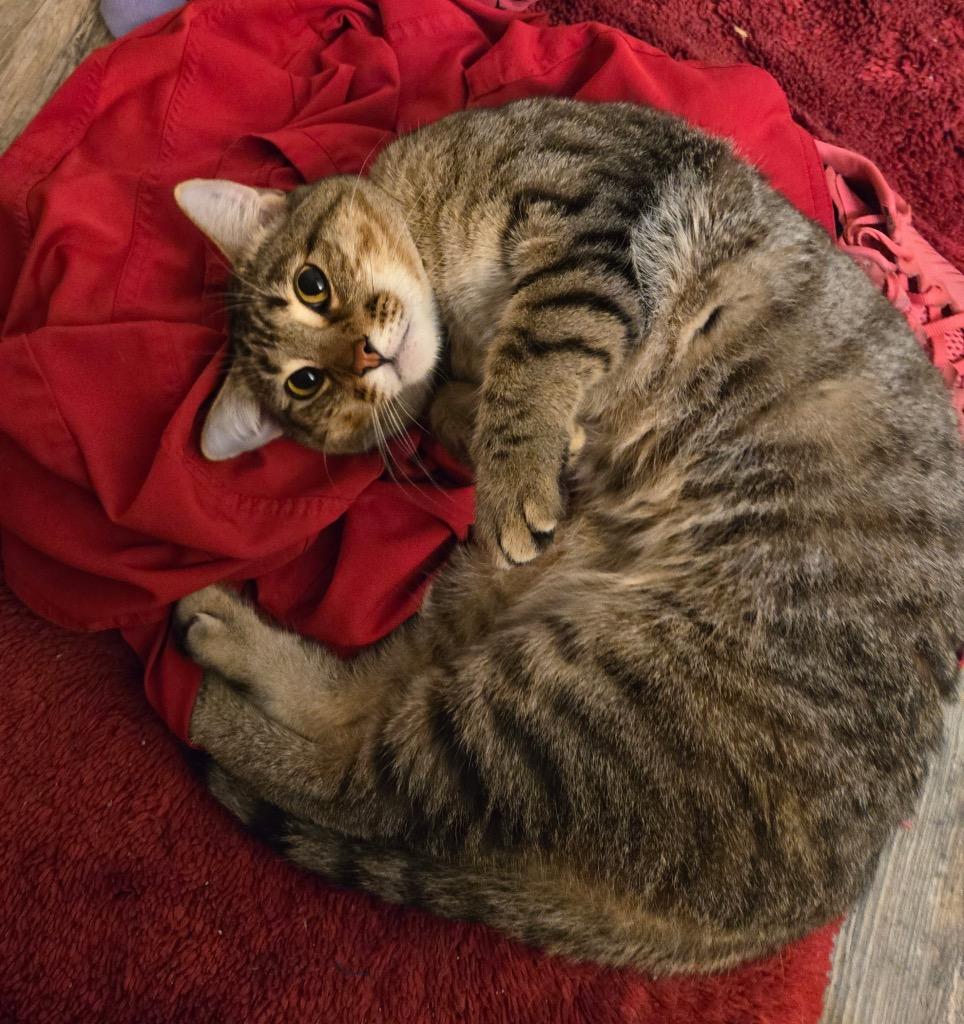 Ruger, Adoptable, Young Male Domestic Short Hair.