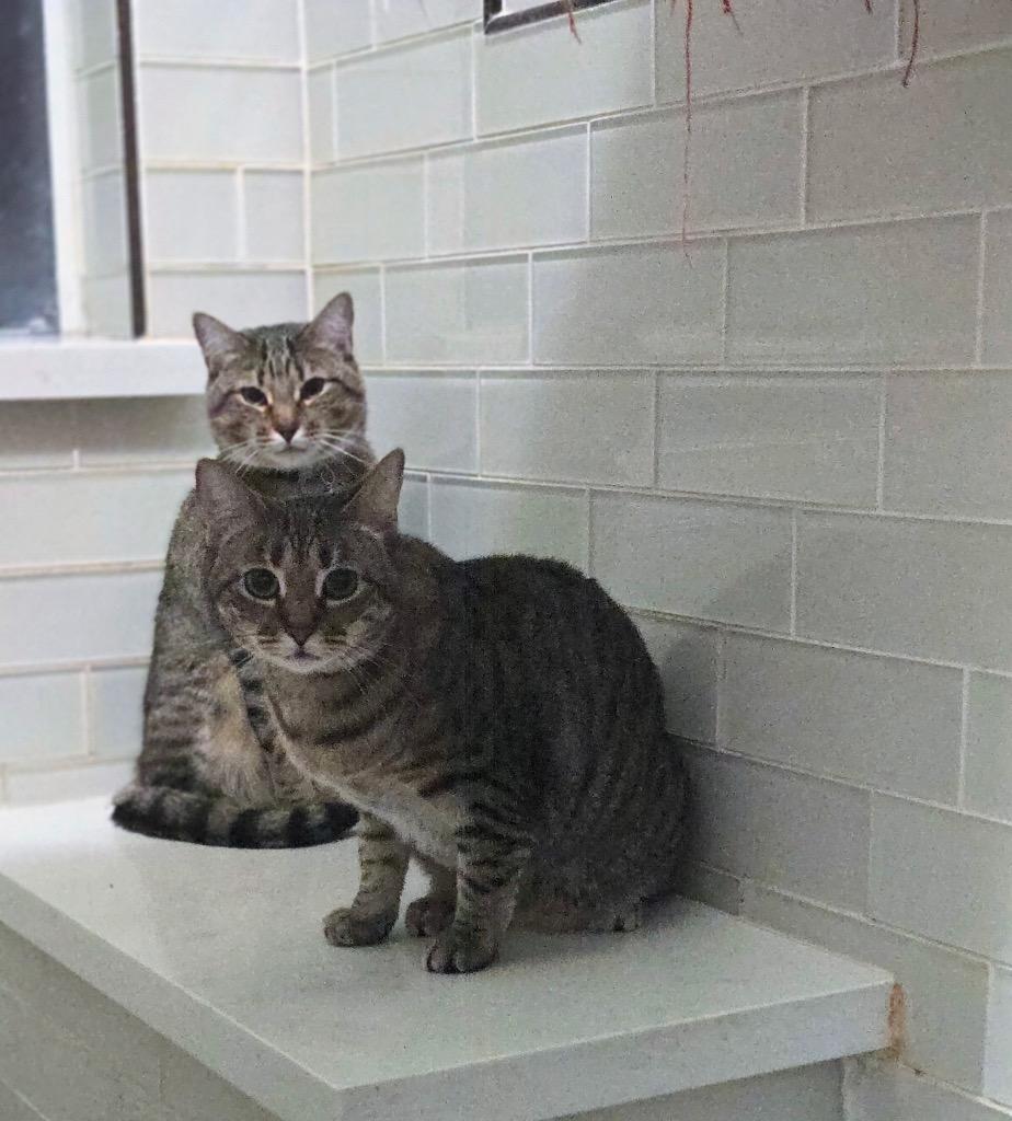 Ruger, a Adoptable mixed breed in Spring, TX image 2/3