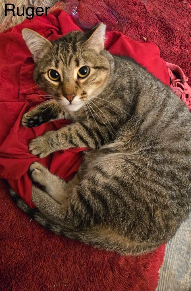 Ruger, a Adoptable mixed breed in Spring, TX image 3/3