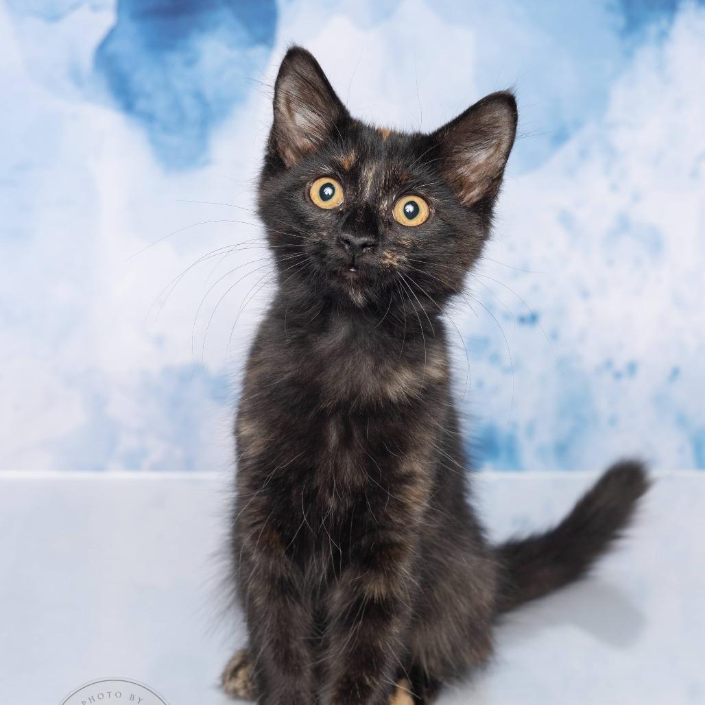 Shadow, a Adoptable Domestic Long Hair in Tuscaloosa, AL image 1/2